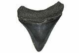 Serrated, Fossil Megalodon Tooth - South Carolina #374800-1